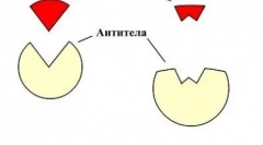 Vaccinácia mačky: aké nuansy by mali brať do úvahy